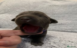 Bandog dogs for sale: 🐾 🌟 Premium multigen Bandogge Puppies🌟🐾 - Image 15