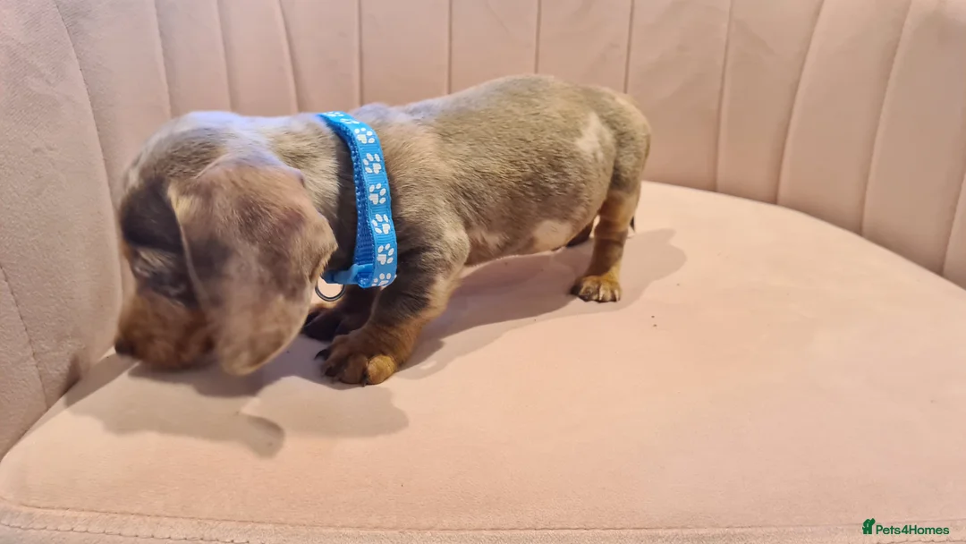 Miniature Dachshund dogs for sale: Lilac dapple daxies ready soon 3 girls 2 boys left - Advert 23