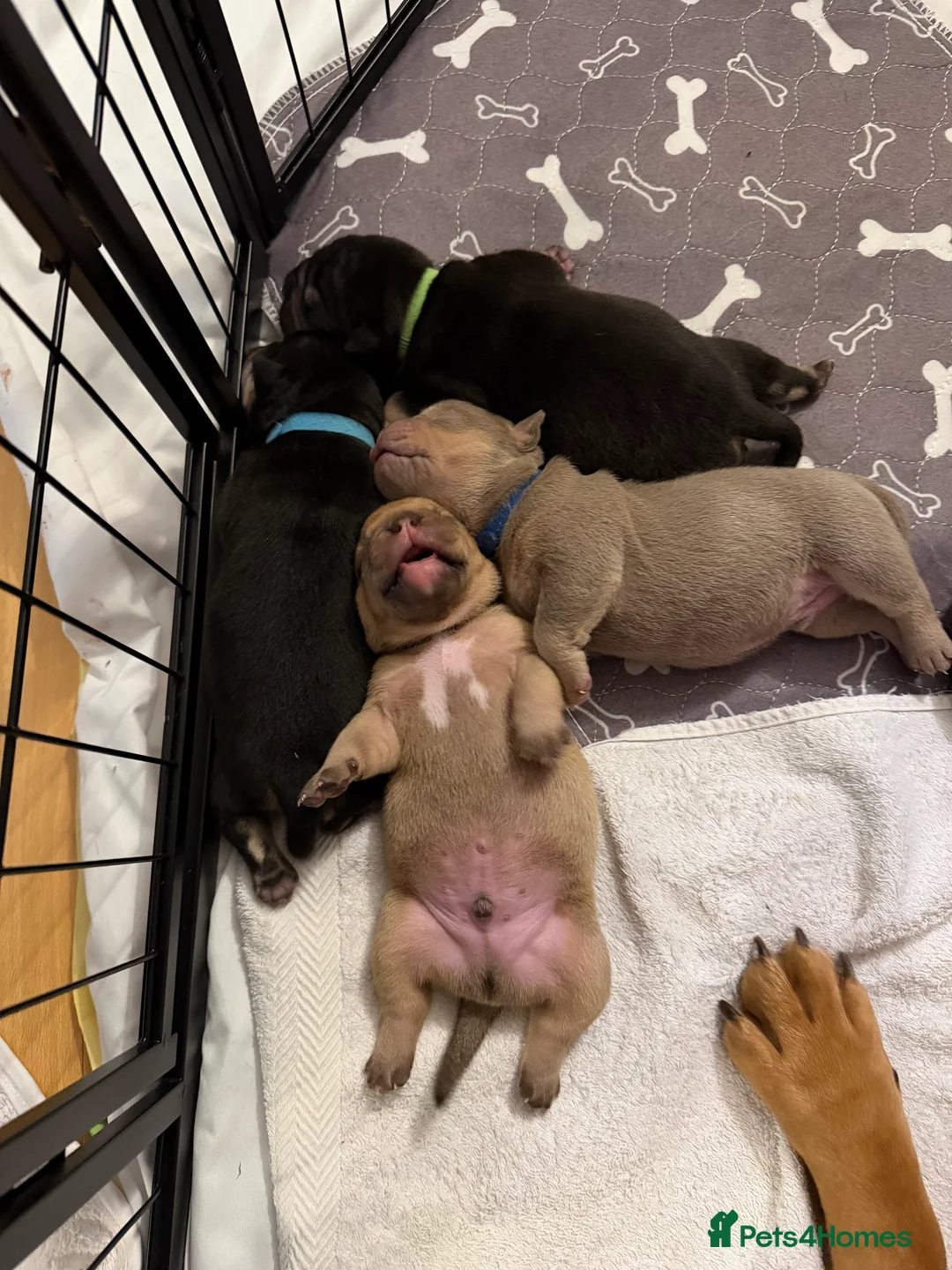 Old Tyme Bulldog dogs for sale: Old Tyme English Bulldog Puppies - Advert 10