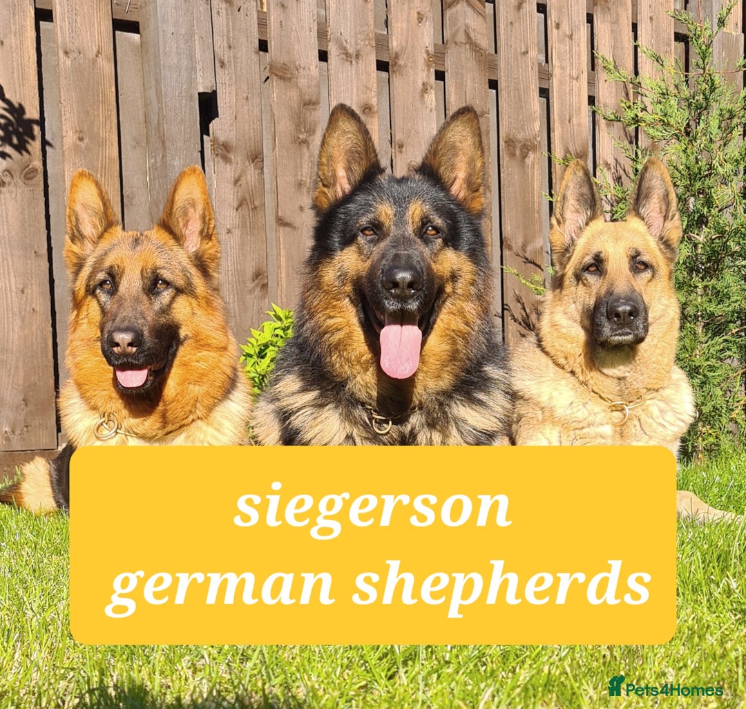 German Shepherd dogs for stud: Health tested stud dog in Ashington - Advert 4