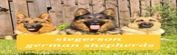 German Shepherd dogs for stud: Health tested stud dog in Ashington - Advert 4