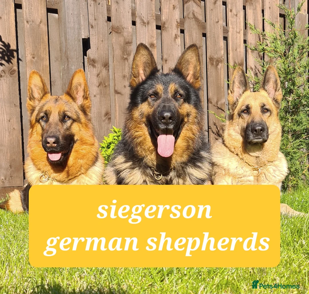 German Shepherd dogs for stud: Health tested stud dog in Ashington - Advert 4