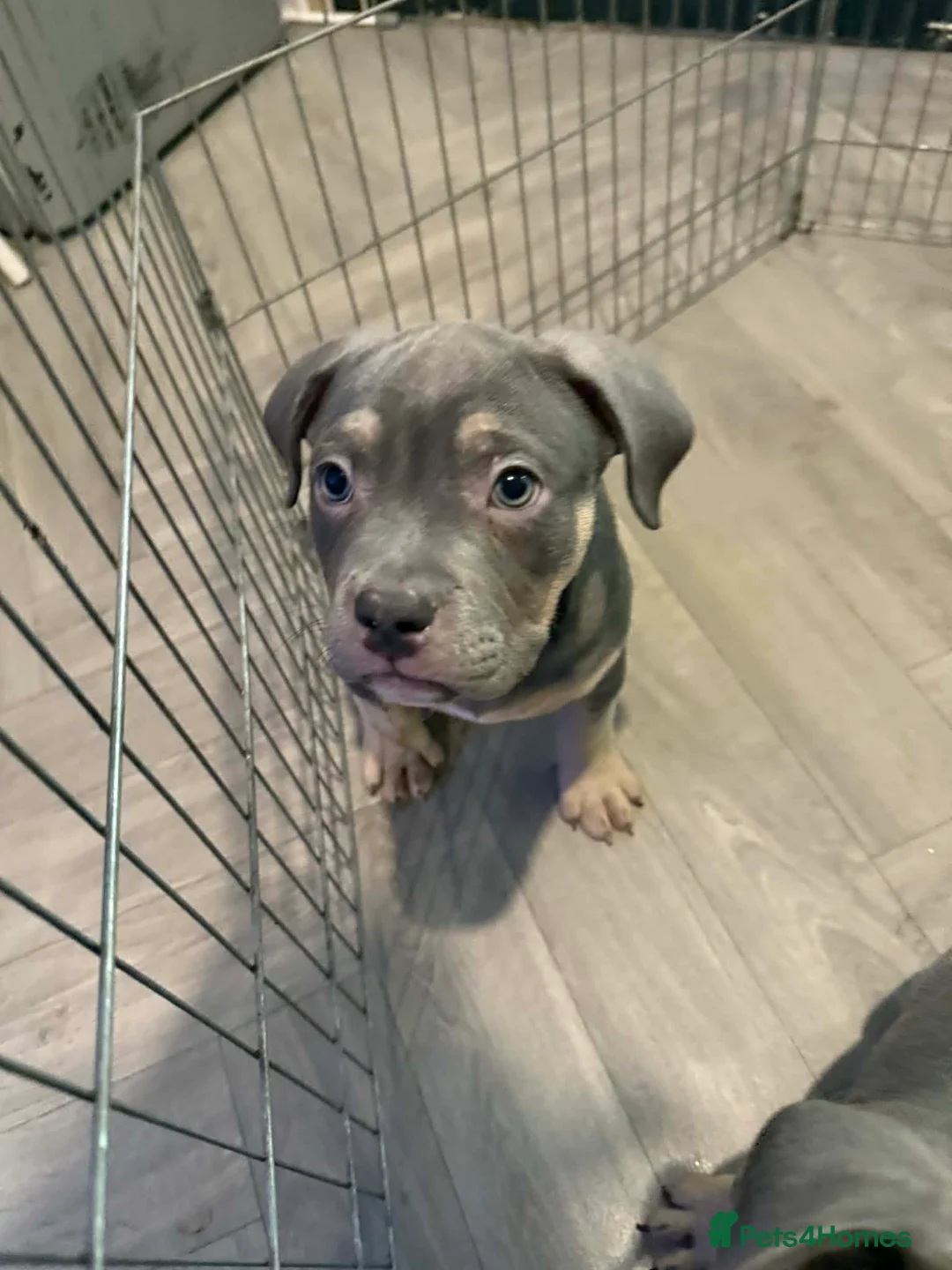 American Bully dogs for sale: Pocket bully pups  - Advert 3