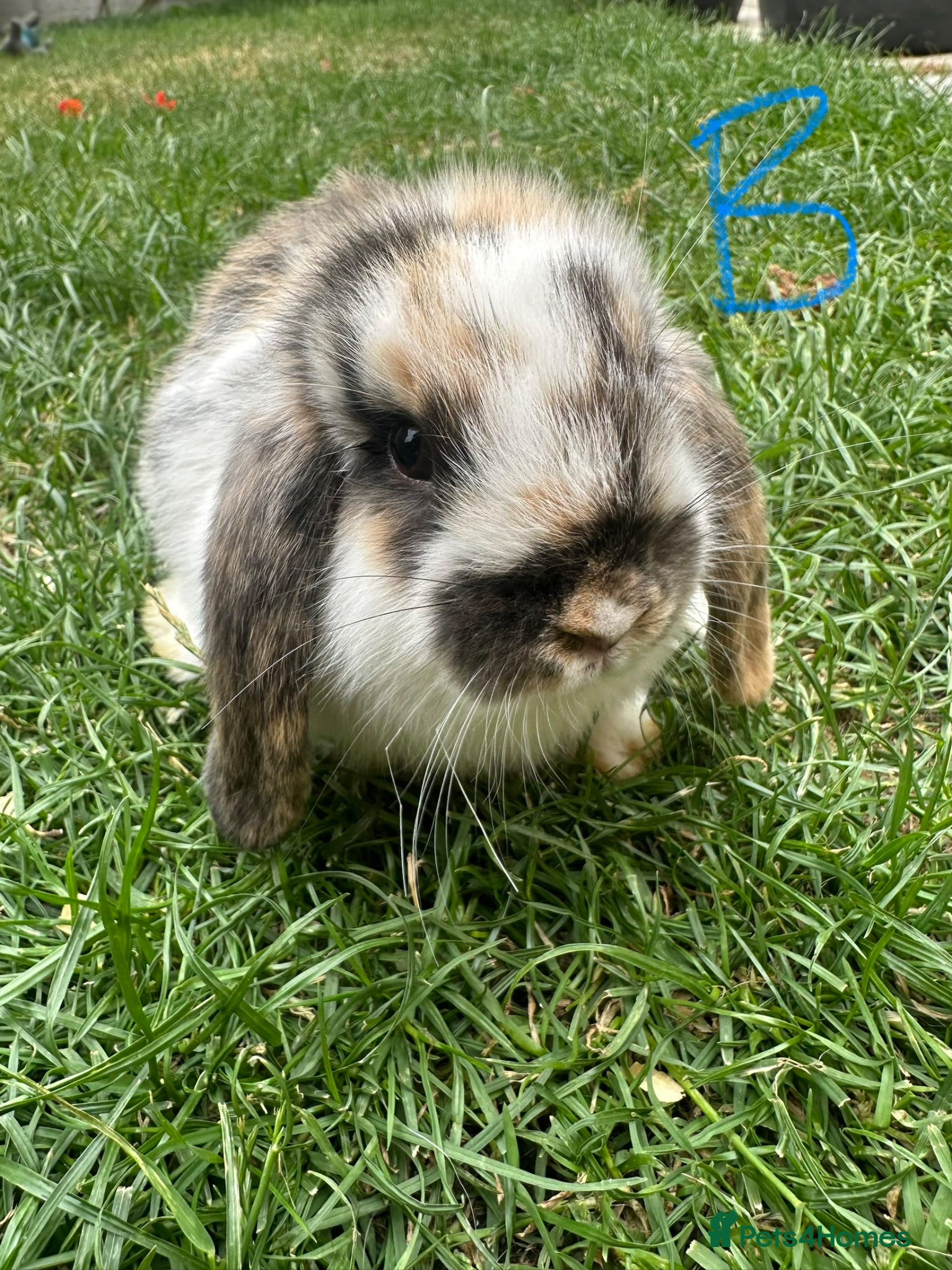 Mini Lop rabbits Mini Lop Rabbits For Sale  - Advert 1