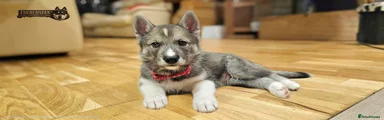 Red Collar Boy