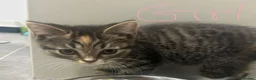 British Shorthair cats for sale: British Shorthair kittens | Ready Now |  - Advert 11