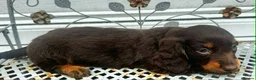 Dachshund dogs for sale: LONG-HAIRED DACHSHUND PUPPIES READY TO LEAVE in Manchester - Advert 10