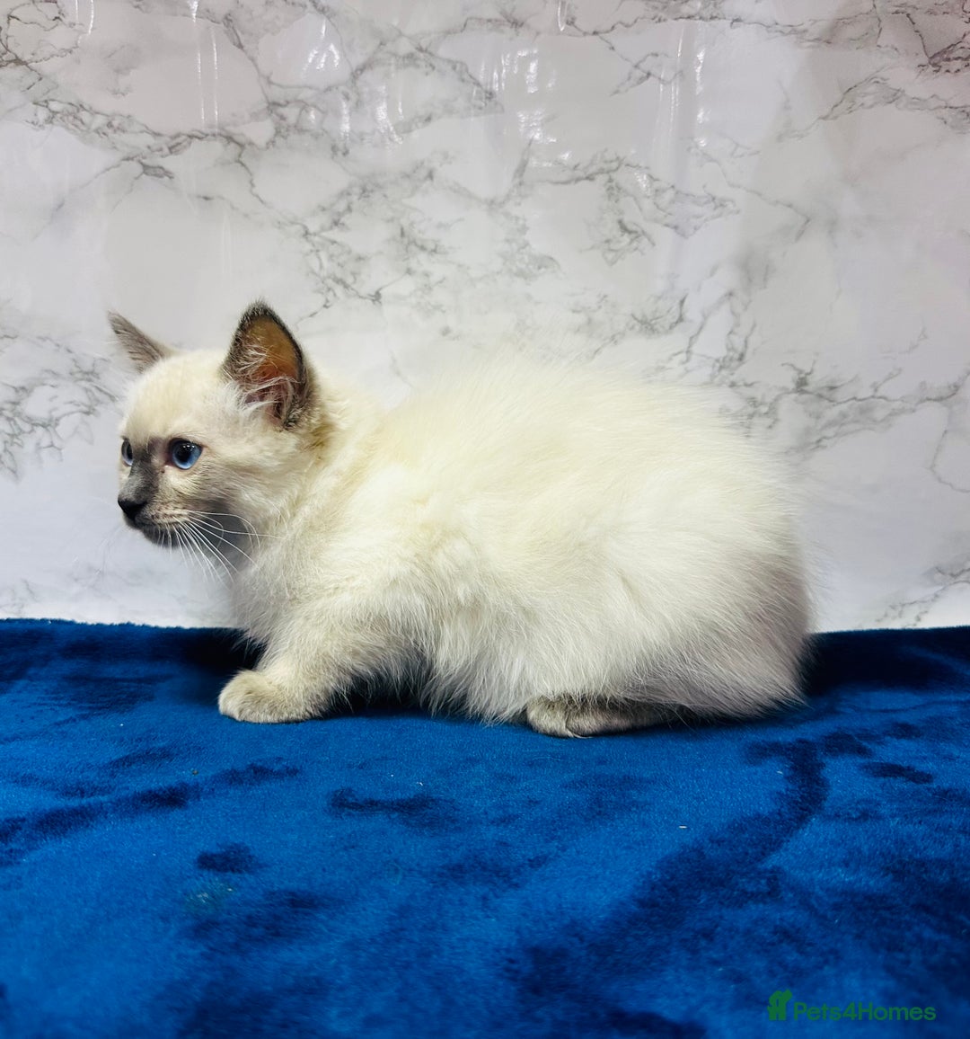 Ragdoll cats for sale: TICA Registered Magnificent Ragdoll kittens  - Image 27