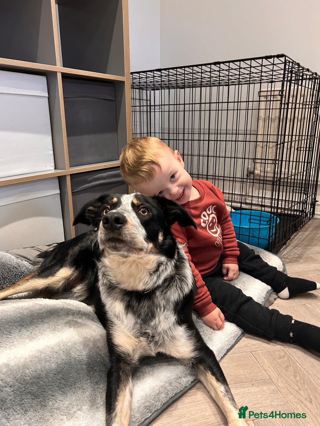 Border Collie dogs for sale: 11 month old border collie  - Advert 4