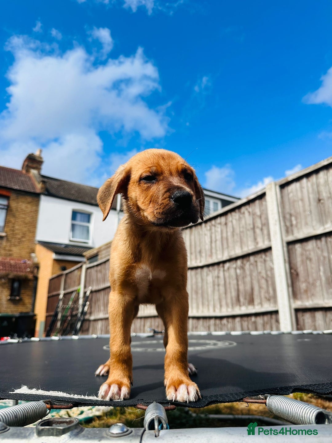 Mixed Breed dogs for sale: Staffy×Serbian Defence Male Puppy – Ready Now - Image 5