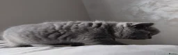 British Shorthair cats for sale: British shorthair kittens  in Leeds - Advert 5