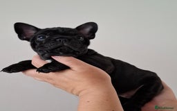French Bulldog dogs for sale: Two puppies French Bulldogs looking for new home! - Image 11
