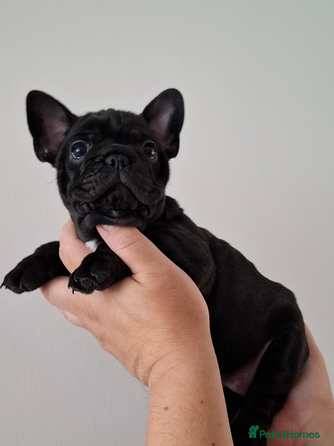 French Bulldog dogs for sale: Two puppies French Bulldogs looking for new home! - Image 11