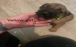 Mixed Breed dogs for sale: Cane Corso X Presa Canario - Image 3