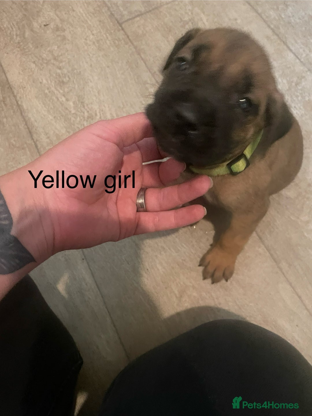 Mixed Breed dogs for sale: Cane Corso X Presa Canario - Image 3