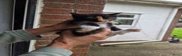 Mixed Breed cats for sale: Ginger girls and tortashell Kittens male & female  in Beaworthy - Advert 5