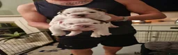 English Bulldog dogs for stud: Deep Red Standard Bulldog Stud in Sunderland - Advert 8