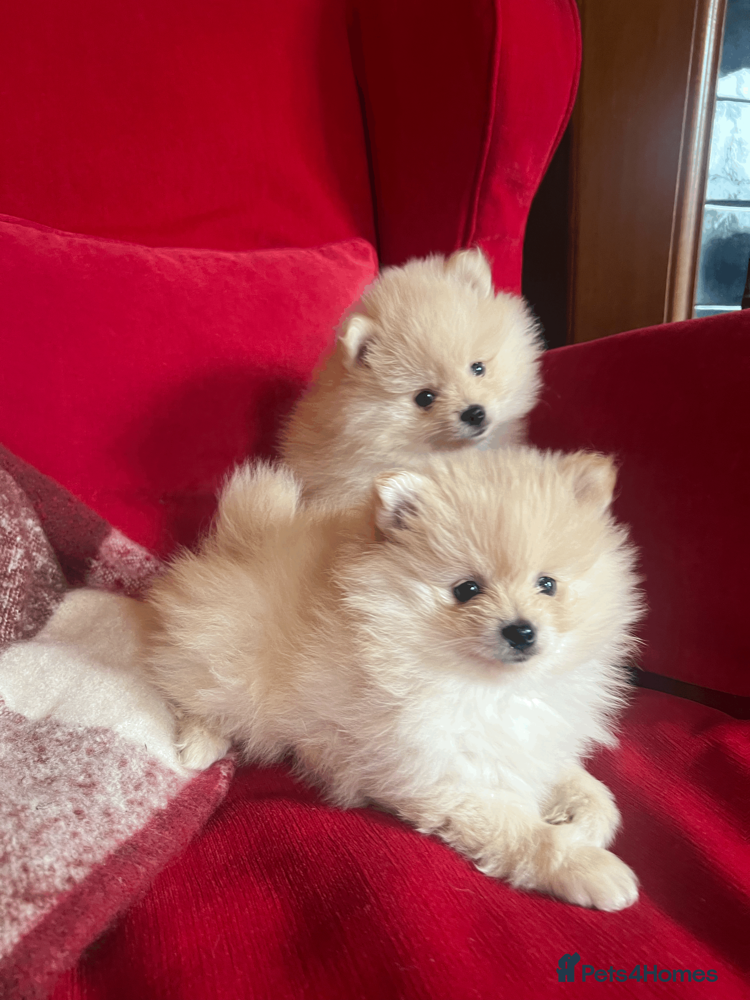 Pomeranian dogs Pomeranian puppies  - Advert 7