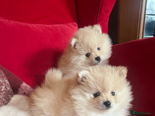Pomeranian dogs Pomeranian puppies - Advert 7