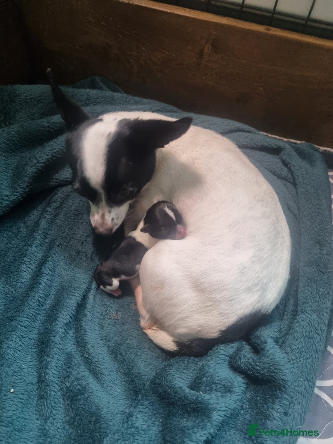Chihuahua dogs for sale: Male Chihuahua puppy - Advert 4