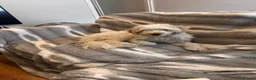 Mixed Breed dogs for sale: Polly in Sittingbourne - Advert 2