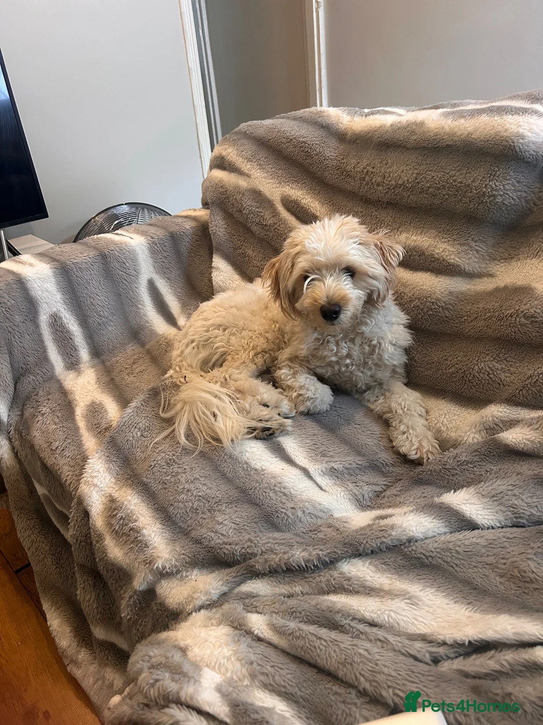 Mixed Breed dogs for sale: Polly in Sittingbourne - Advert 2