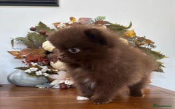 Pomeranian dogs for sale: 🧸🌈 Genuine Teddy Bear Poms Rainbow litter 🌈🧸 - Image 8