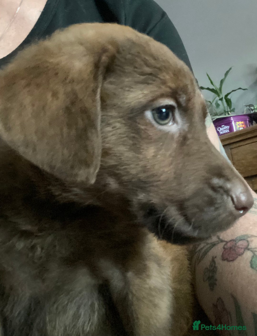 Mixed Breed dogs for sale: Chessadore Puppy’s  - Advert 16