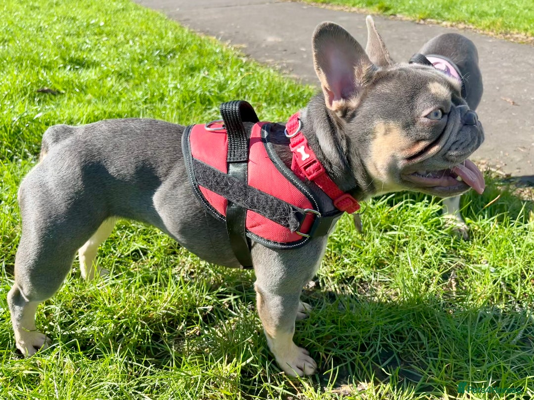 French Bulldog dogs for sale: Rosie needs a loving home - Image 3