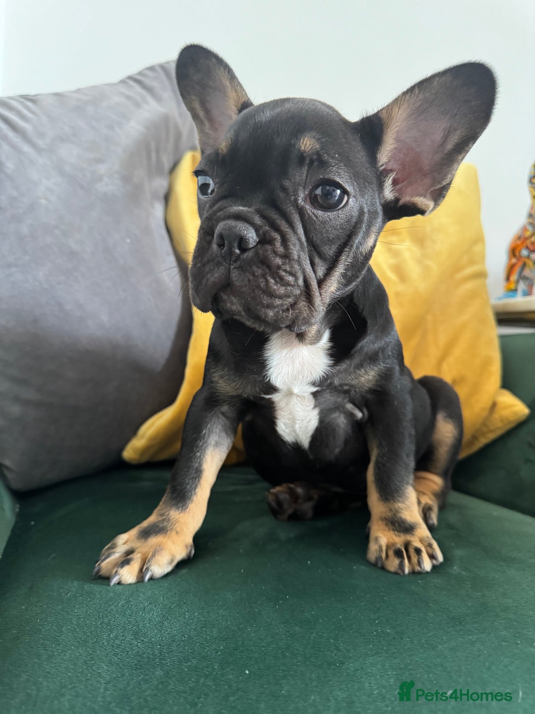 French Bulldog dogs for sale:  REDUCED, 1 GIRL LEFT French bulldog puppies  - Image 4