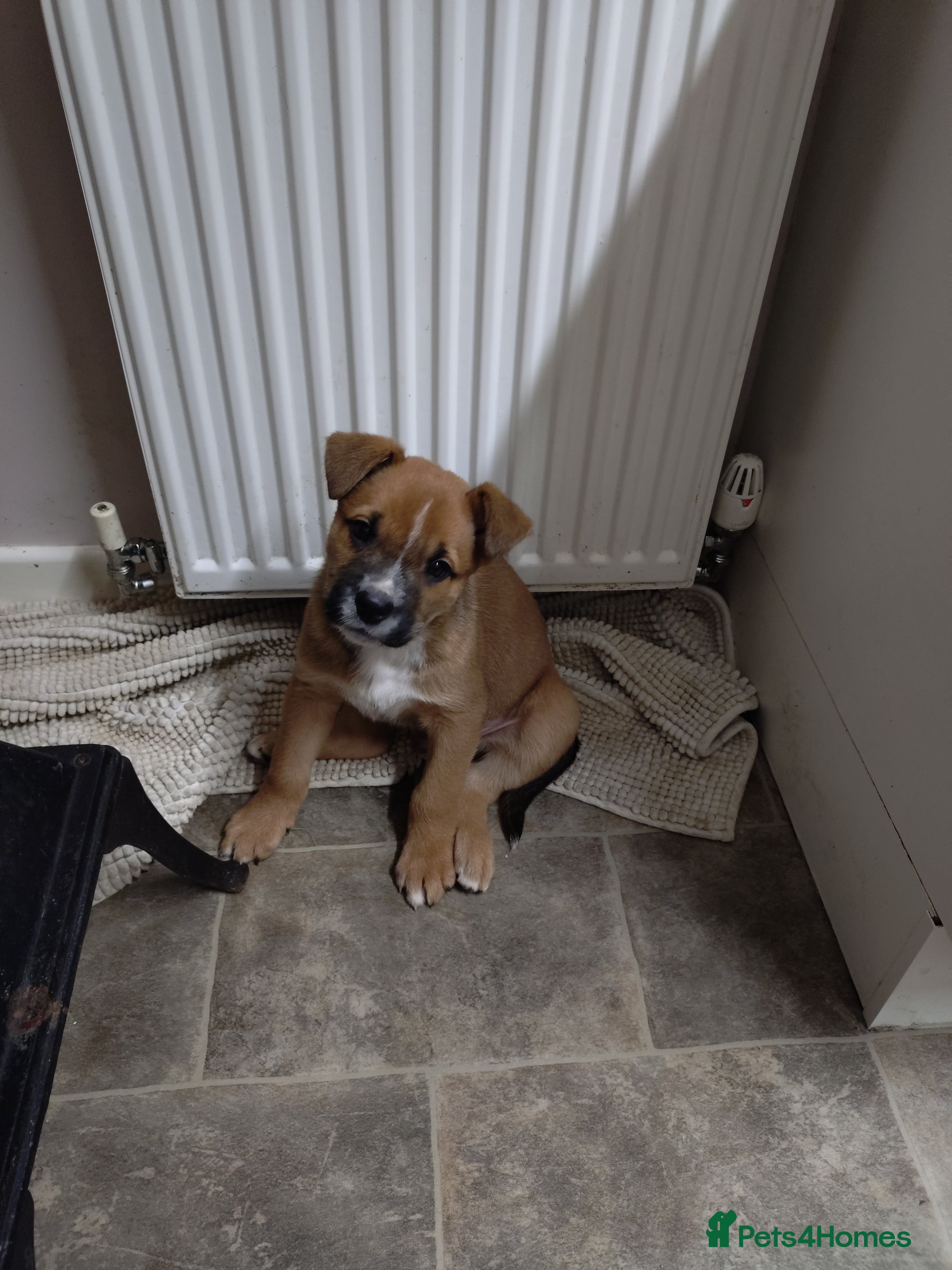 Mixed Breed dogs Huntaway X German shepherd X  - Advert 5