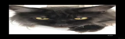 Maine Coon cats for sale: GCCF Registered MaineCoon Blue/Black Smoke & White - Advert 16
