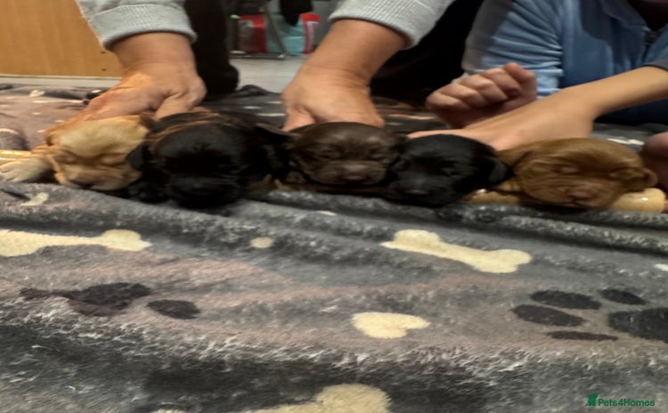 Cockapoo dogs - Advert 15