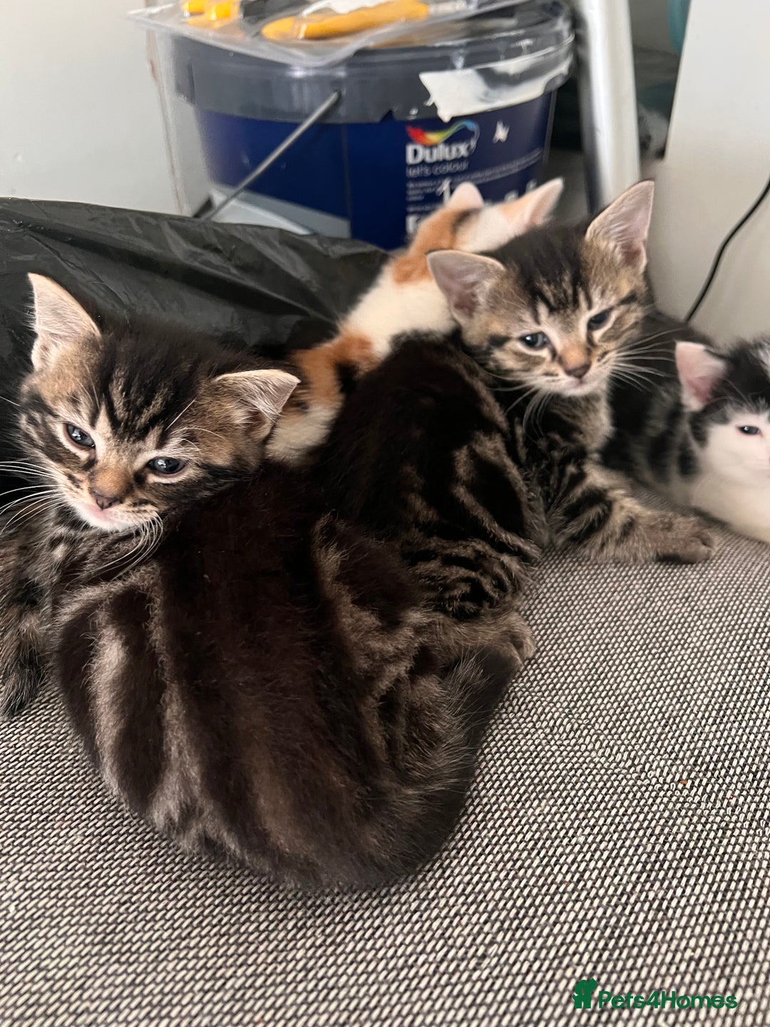 European cats for sale: Kittens available now taby ginger - Advert 3