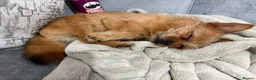 Mixed Breed dogs for sale: Chappie  - Advert 5