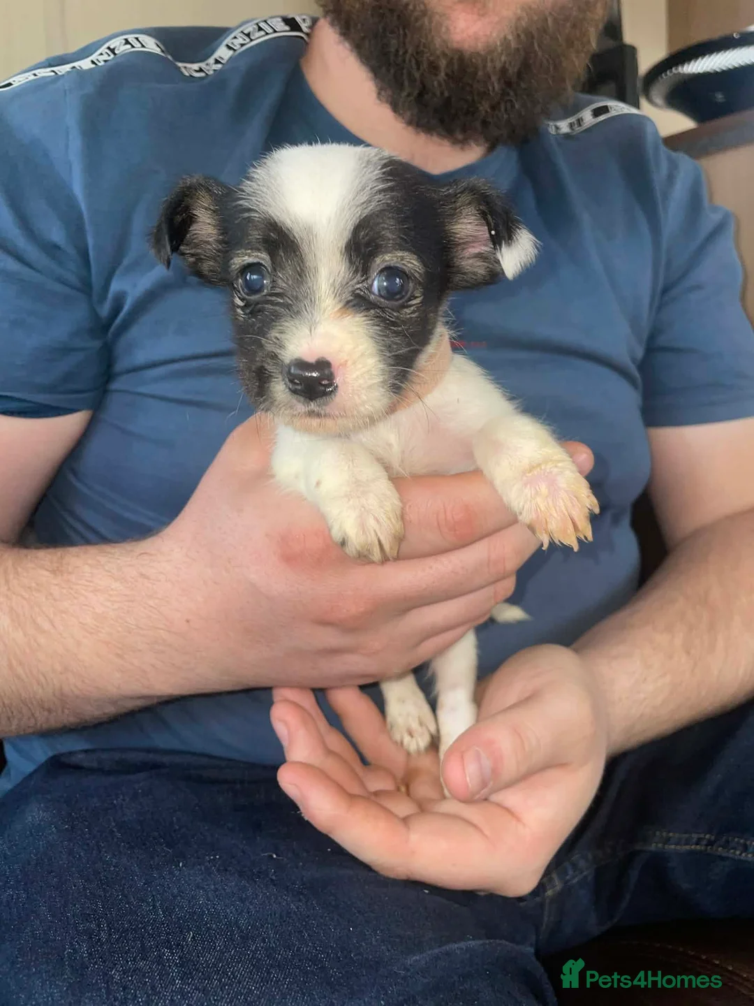 Jack Russell dogs for sale: Jack Russel puppy  - Advert 6