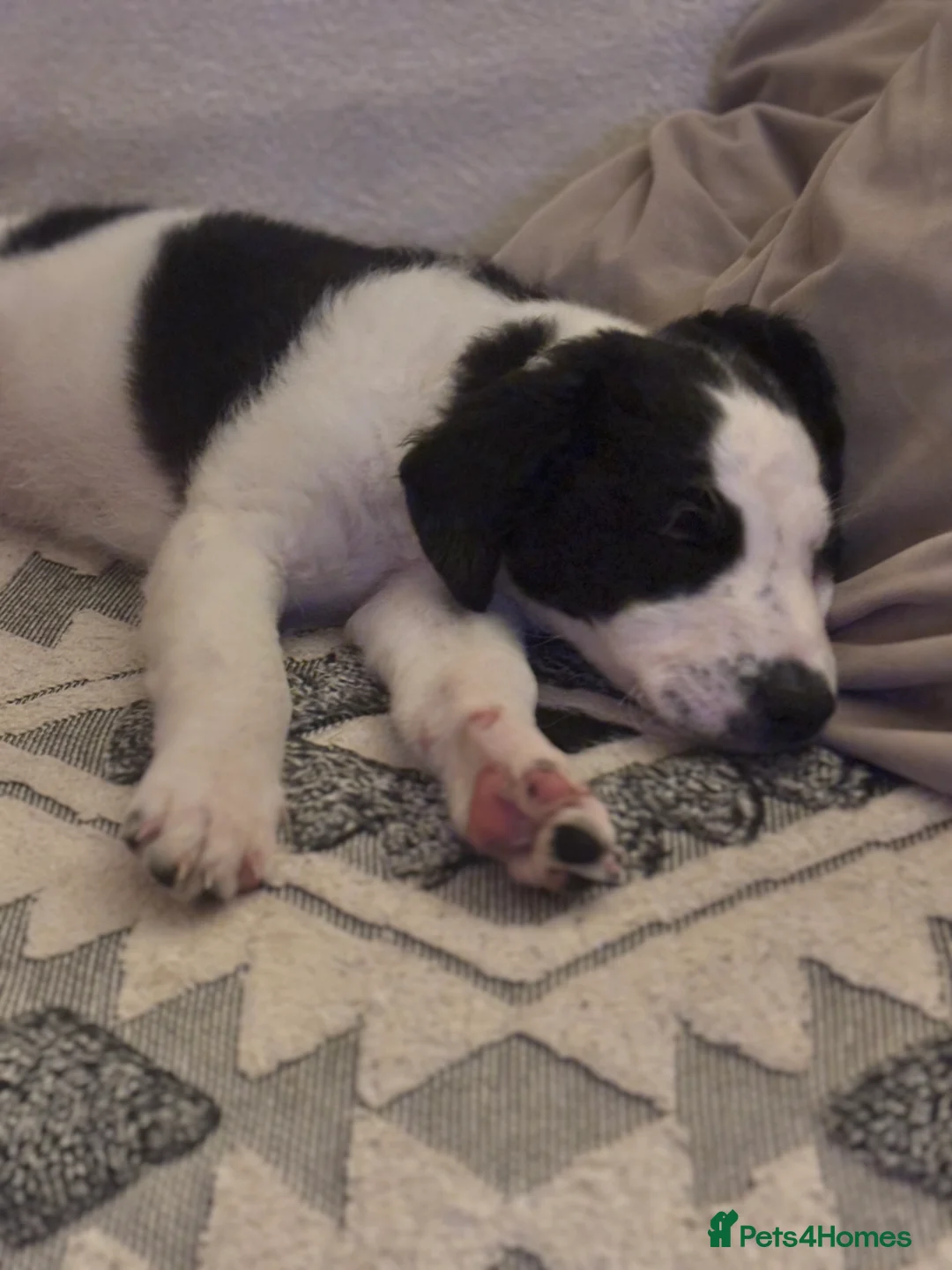 Mixed Breed dogs for sale: Whippet puppies  - Advert 20