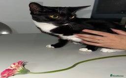 Bombay cats for sale: Mother and daughter kitties for adoption - Image 4