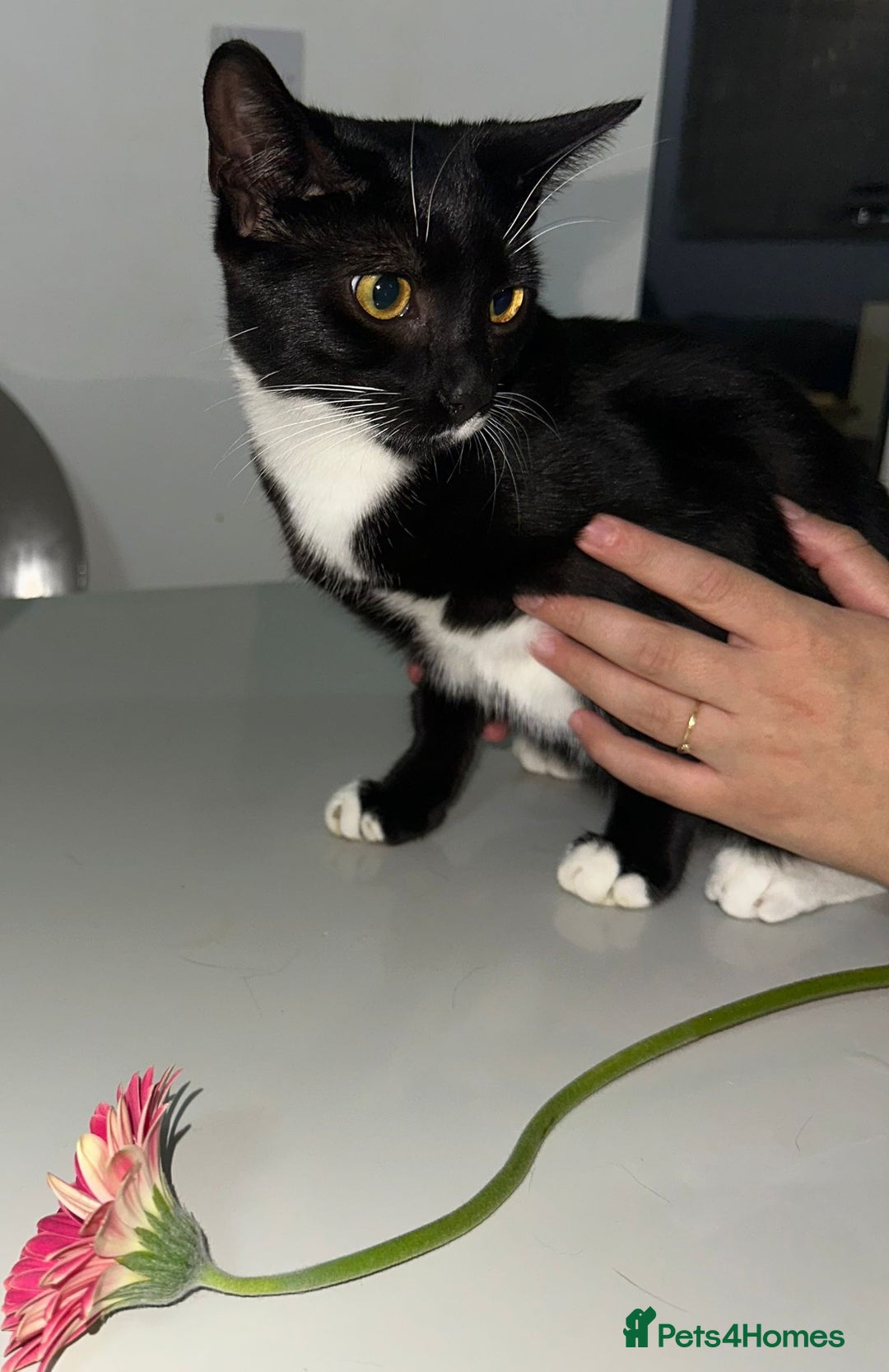 Bombay cats for sale: Mother and daughter kitties for adoption - Image 4