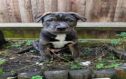 Mixed Breed dogs for sale: Two beautiful Staffy x Husky puppies  - Image 15