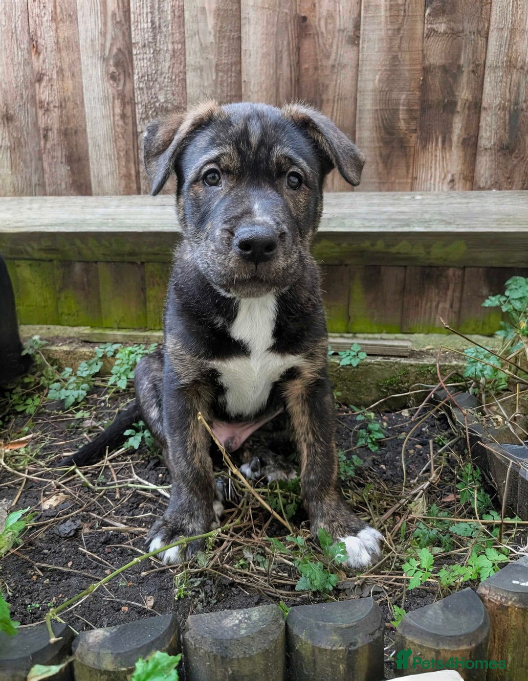 Mixed Breed dogs for sale: Two beautiful Staffy x Husky puppies  - Image 15