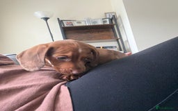 Miniature Dachshund dogs for sale: 5 miniature dachshund puppies  - Image 31