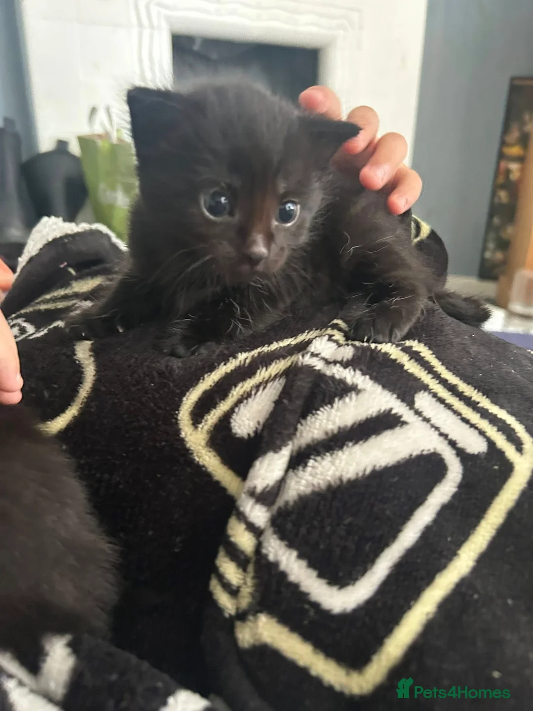 Domestic Shorthair cats for sale: 2 Female Kittens in Tamworth - Advert 4