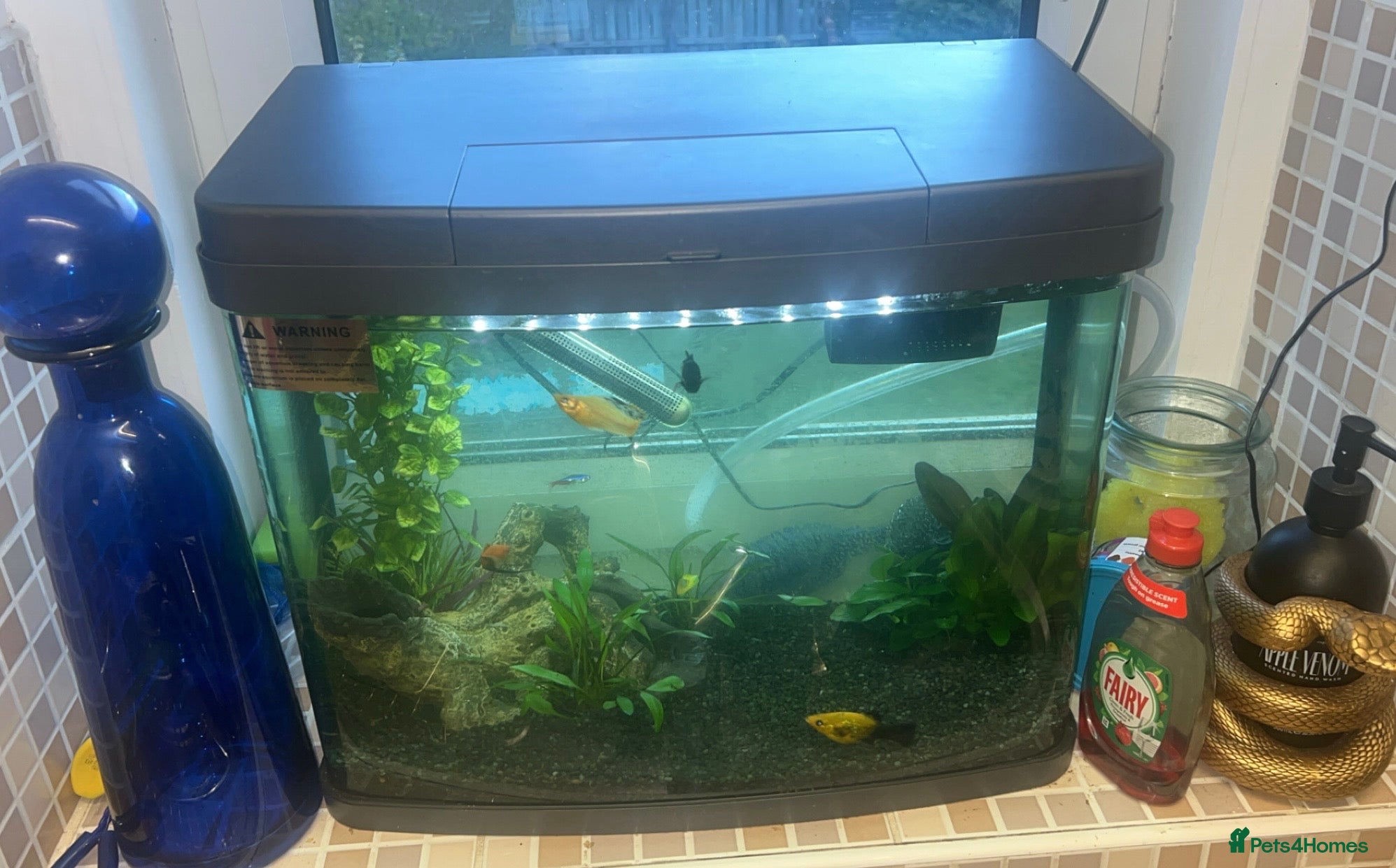 Mollies fish Tropical fish - Advert 3