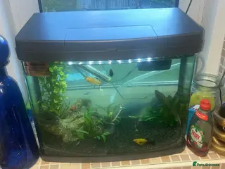 Mollies fish Tropical fish - Advert 3