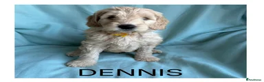 Mixed Breed Puppy 3