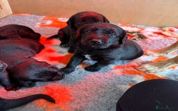 Mixed Breed dogs for sale: Gorgeous sprockador puppies for sale  - Image 2
