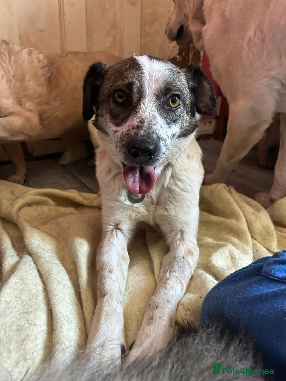 Mixed Breed dogs for adoption: Sherbet - Norwich Norfolk  in Norwich - Advert 4