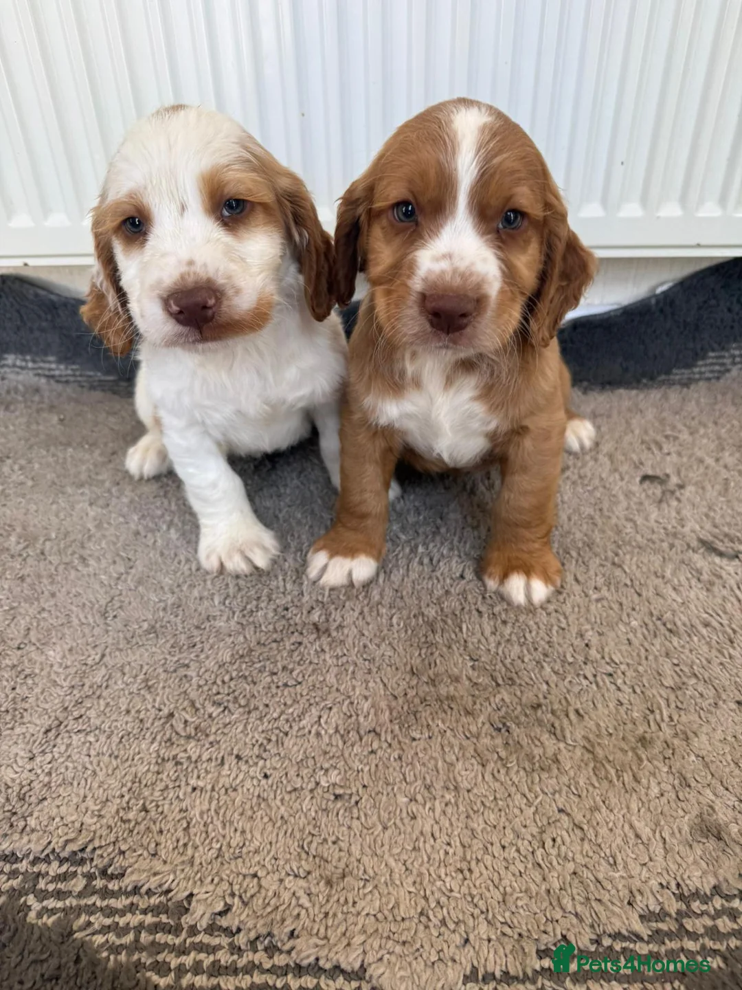 Cocker Spaniel dogs for sale: Beautiful cocker spaniel puppies for sale boys  - Advert 2