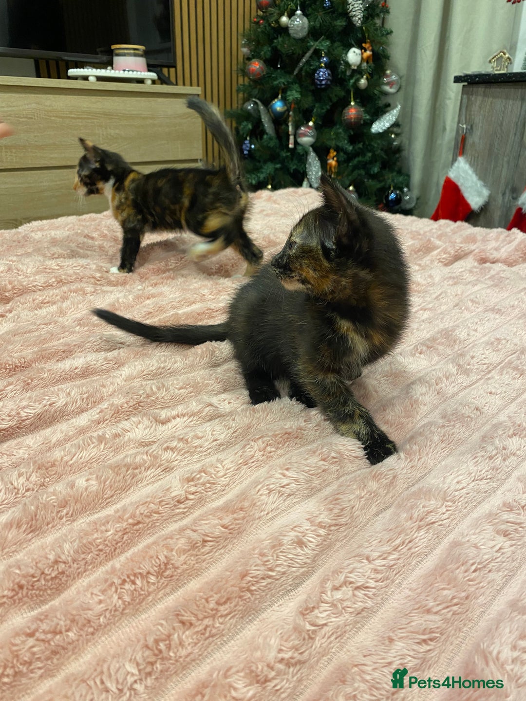 Mixed Breed cats for sale: 5 lovely kittens for sale - Advert 25